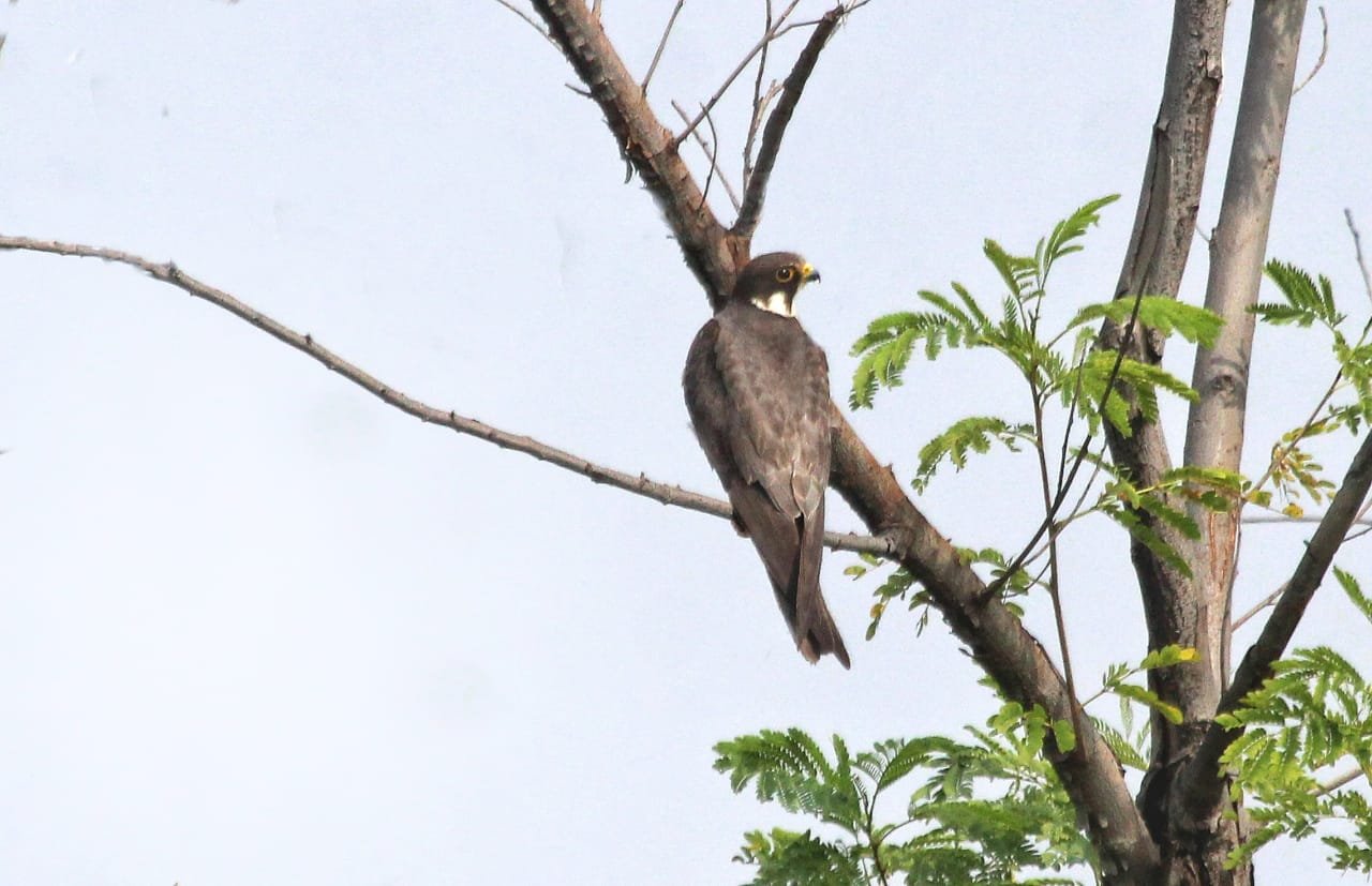 धुतर ससाणाचे सोलापुरात पहिल्यांदाच मिळाले फोटोग्राफी रेकॉर्ड