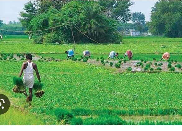 बिरसा मुंडा कृषी क्रांती योजना