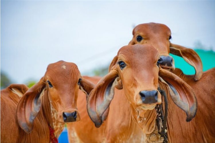 गोवर्धन गोवंश सेवा केंद्र योजना